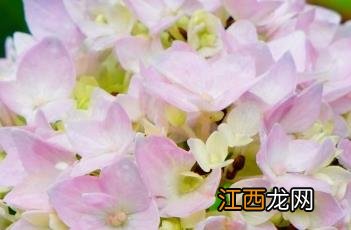 无尽夏八仙花 无尽夏八仙花是什么意思