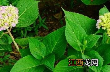 无尽夏八仙花 无尽夏八仙花是什么意思