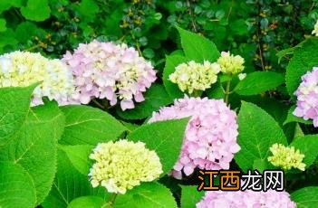 无尽夏八仙花 无尽夏八仙花是什么意思