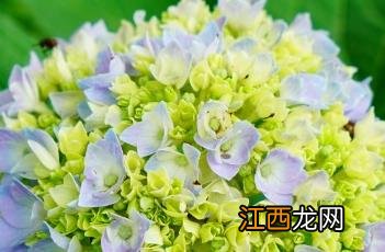 无尽夏八仙花 无尽夏八仙花是什么意思