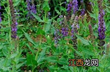 新疆鼠尾草图片 新疆鼠尾草