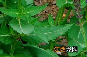 新疆鼠尾草图片 新疆鼠尾草