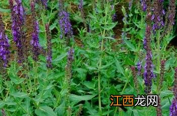 新疆鼠尾草图片 新疆鼠尾草