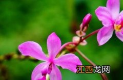 紫花苞舌兰 紫花苞舌兰价格