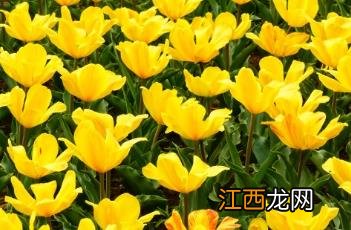 黄色奇迹郁金香 黄色郁金香的