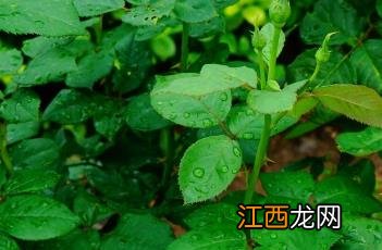 NorwichCastle月季 colette月季