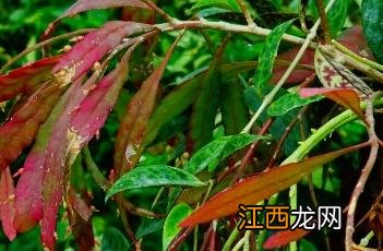 梅柳真用什么箭 梅枝令箭