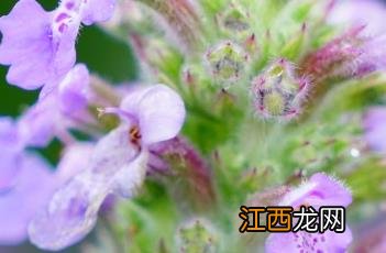 紫雾荆芥 紫雾荆芥别名