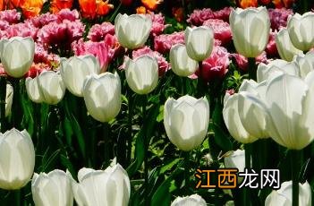 净水郁金香 郁金香 深水