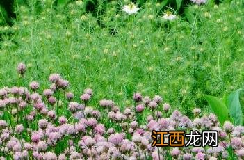 小花葱 小花葱图片