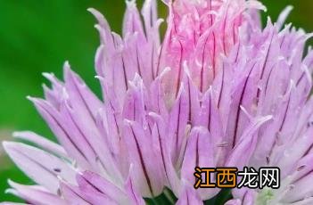 小花葱 小花葱图片