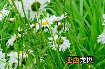 滨菊图片 滨菊