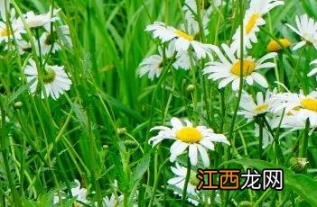 滨菊图片 滨菊