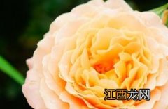 julischka月季 月季伊芙卡勒姆