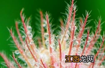 狐尾草长什么样 狐尾车轴草