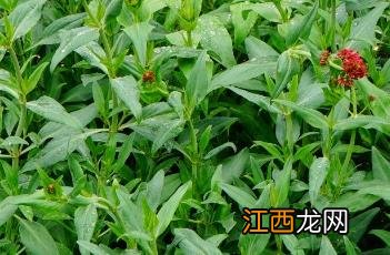 红缬草怎么读 红缬草