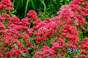 红缬草怎么读 红缬草