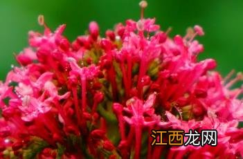 红缬草怎么读 红缬草