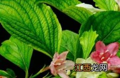 海仙花 海仙花的养殖方法和注意事项