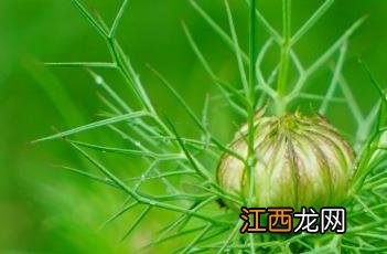 家黑种草籽 家黑种草