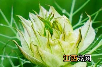 家黑种草籽 家黑种草