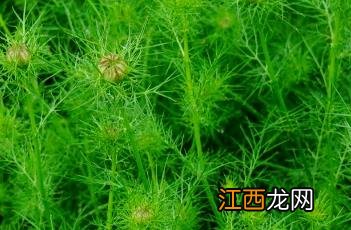 家黑种草籽 家黑种草