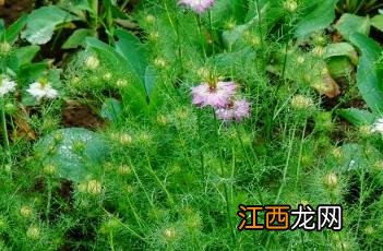 家黑种草籽 家黑种草