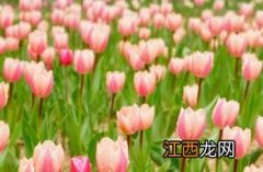 郁金香布花 布兹郁金香