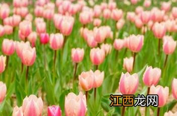 郁金香布花 布兹郁金香