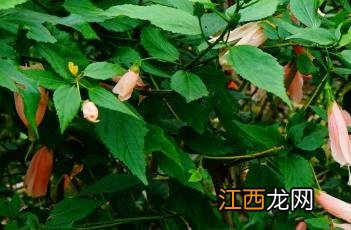 粉色悬铃花 粉花悬铃花