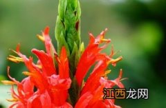 绯红珊瑚花 红珊瑚花是什么样的