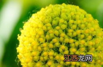 金槌花 金槌花怎么读