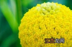 金槌花 金槌花怎么读