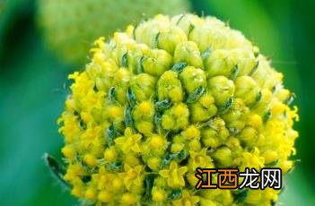 金槌花 金槌花怎么读