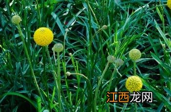 金槌花 金槌花怎么读