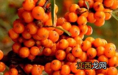 藏沙棘的功效与作用禁忌 藏沙棘的功效与作用