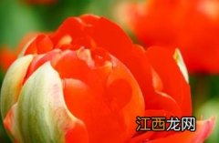 绣郁金香花 红绣球郁金香