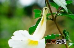 白云区牵牛花 白花山牵牛