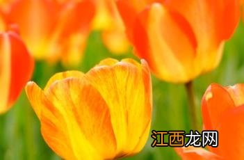 欧美郁金香 美国梦郁金香