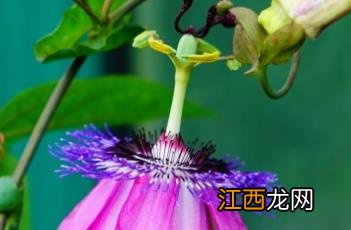 紫花西番莲果实 紫花西番莲