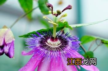 紫花西番莲果实 紫花西番莲