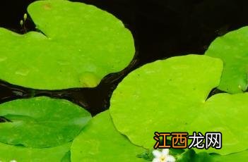 金银莲花 金银莲花清茶