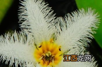 金银莲花 金银莲花清茶