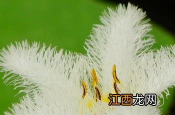 金银莲花 金银莲花清茶