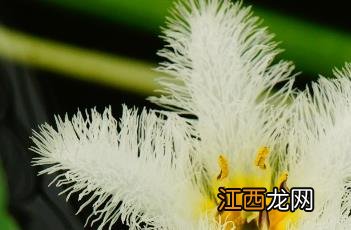 金银莲花 金银莲花清茶