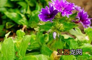 明星福禄考 星花福禄考