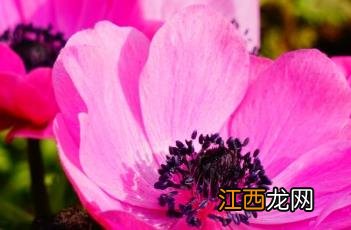 和谐银莲花 银莲花之心