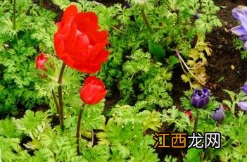 和谐银莲花 银莲花之心