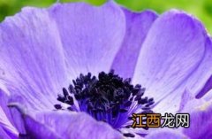 和谐银莲花 银莲花之心