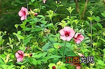 紫蝉花如何过冬 紫蝉花